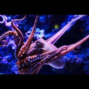 Meet your Posher, Kay